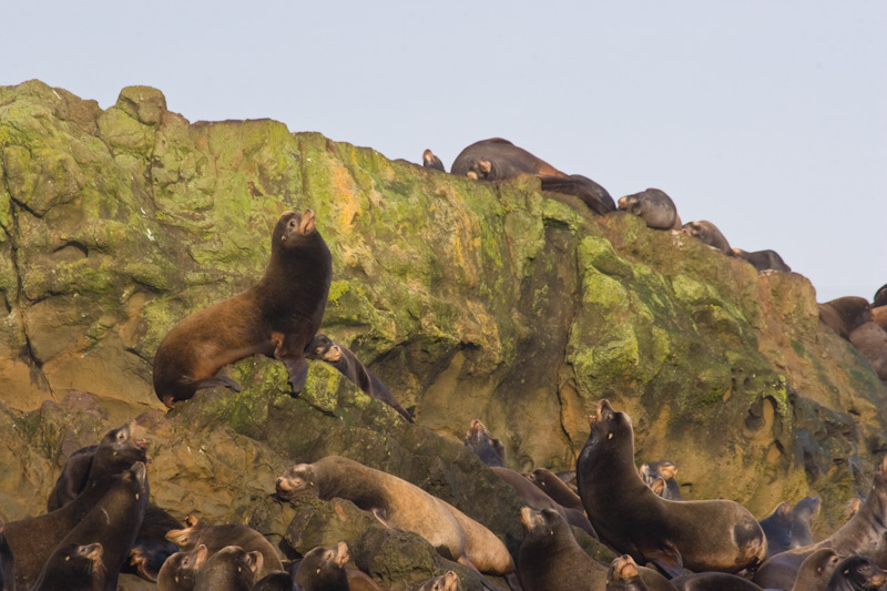 California Sealion Colony